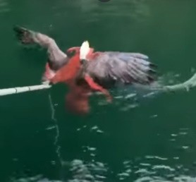 Восьмилапая хватка: орлан в объятиях осьминога