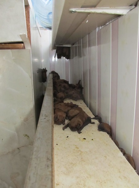 Во Львове нашли в квартире 1700 летучих мышей