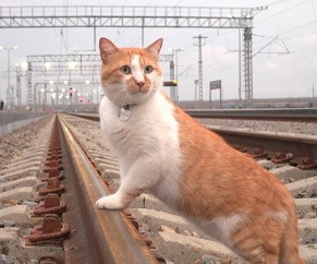 Кот Мостик проинспектировал железнодорожную часть Крымского моста