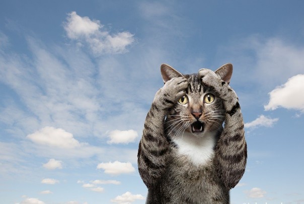 В Калининграде полицию весело развели на изготовление снежинок