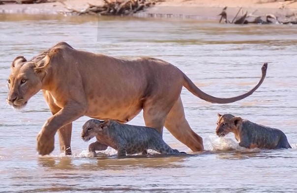 Львица помогает львятам перейти реку