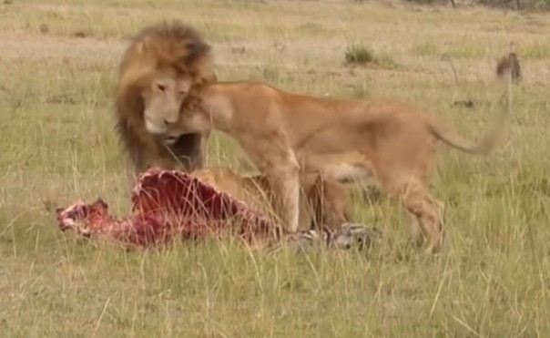 Лев прогнал прочь от добычи гиен, обидевших львицу