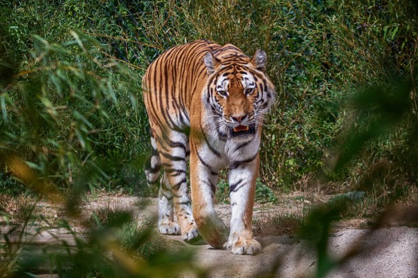 Прыгнувший на мальчика тигр остался с носом. С носом, врезавшимся в стекло ограждения