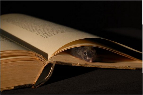 Новогоднее чудо