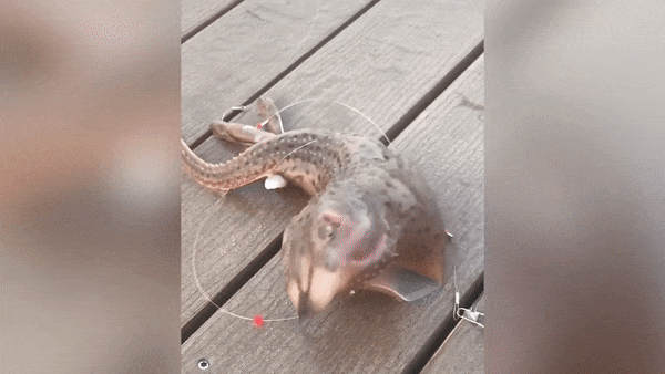 Рыбак выловил странного монстра с тремя щупальцами, которого никто не может опознать — видео