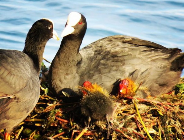 Как лысухи выбирают себе любимчиков
