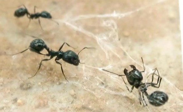 Самоотверженные муравьи спасают сородичей