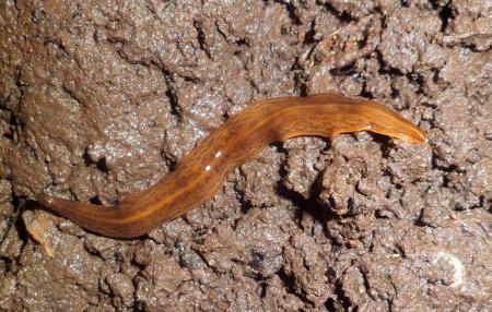 [Пятничное] Червя-паразита Obama назвали одной из главных угроз для почвенных экосистем Европы