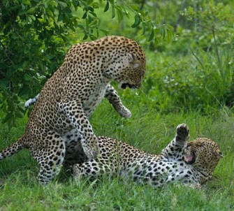 Не буди лихо: леопард подкрался к спящей самке