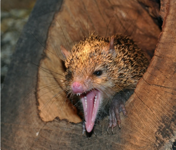 Рубрика ПЯТНашки: С иглами, но не ёж, холоднокровный, но не рептилия