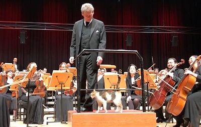 Бездомная кошка едва не сорвала концерт в Стамбуле