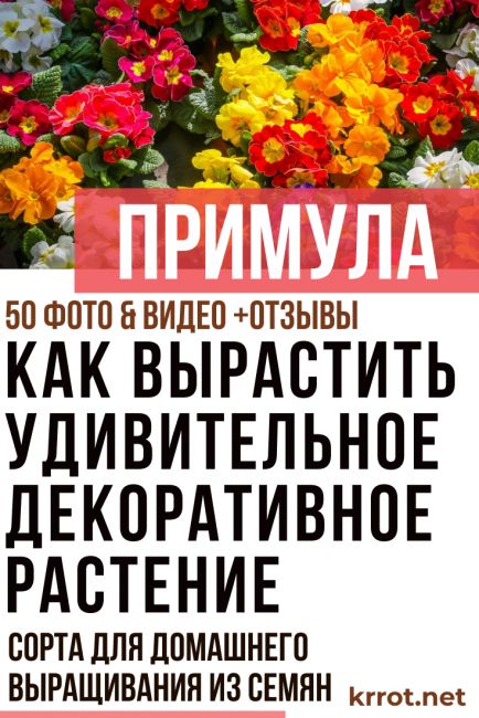 Цветы в горшках. 10 лучших вариантов подарка к празднику 8 Марта