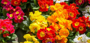 Цветы в горшках. 10 лучших вариантов подарка к празднику 8 Марта