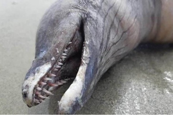 Неопознанное зубастое существо нашли в Мексике