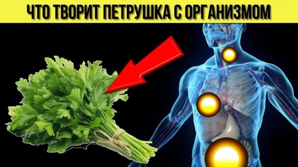 Что будет с Вашим организмом, если есть петрушку каждый день