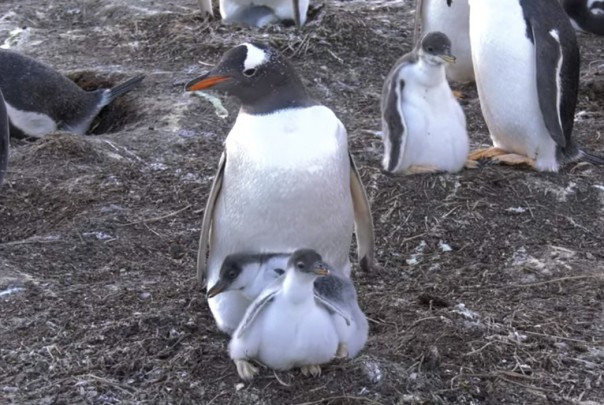 Пингвиненок-любимчик объедает брата