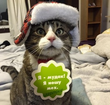 Greenpeace и Навальный – когда экология тут ни при чем