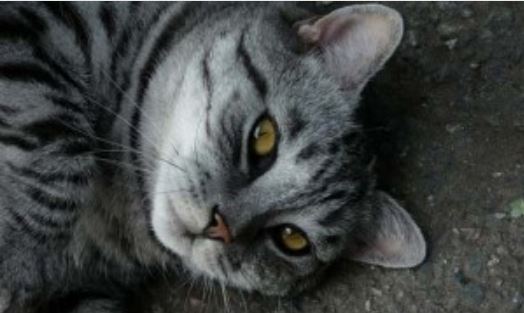 Буся и её жених