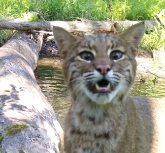 Звери шагают через ручей по мосту из бревна