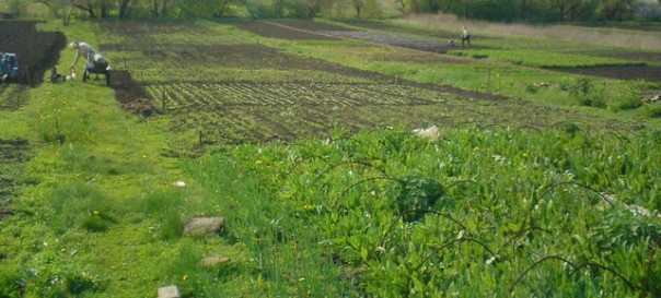 ДНР пускает в оборот землю беглых заукраинцев