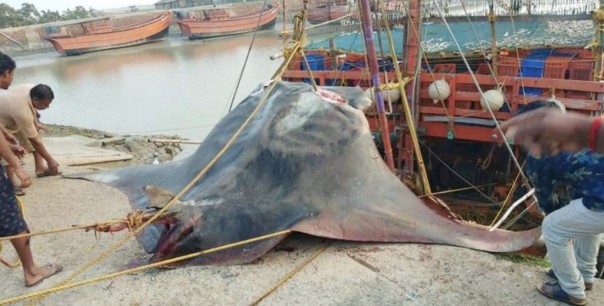 Рыбаки в Индии поймали гигантского ската