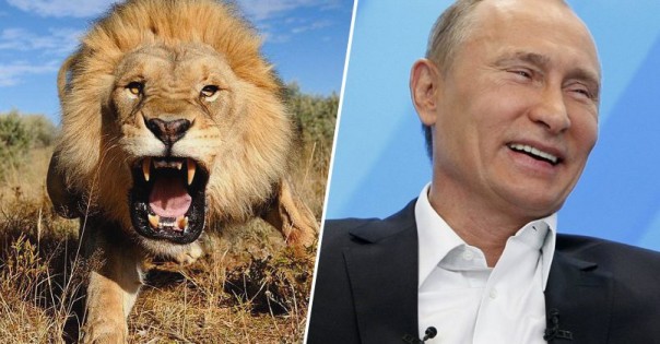 Путин выпустил львов на улицы, чтобы граждане соблюдали карантин: новый фейк про Россию