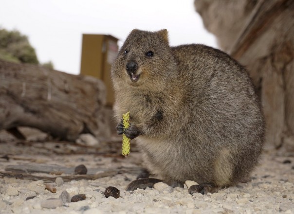 Карантин вместе с квокками: пассажиров круизного лайнера высадят на заповедном острове