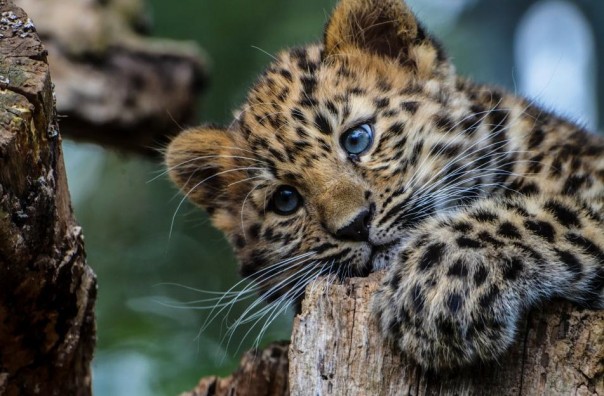 Котенка леопарда спасли от пожара в Приморье