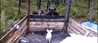 Косолапые мони три месяца грабили Пятачка... или Сказ о том, почему поросёнок в весе терял