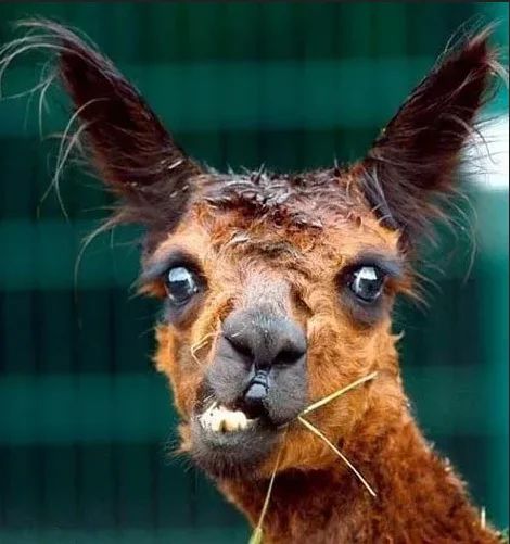 Продажа Сбербанка правительству - это "финт ушами". МВФ - фсьо.