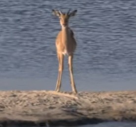 Импала пытается спастись сразу от бегемота и крокодила