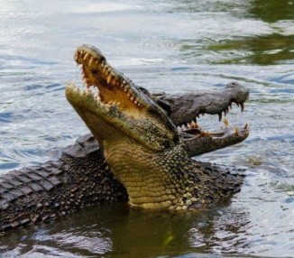 Опустевший мексиканский пляж наводнили крокодилы