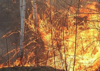 На Житомирщине и в зоне ЧАЭС тушат пожары в семи лесничествах
