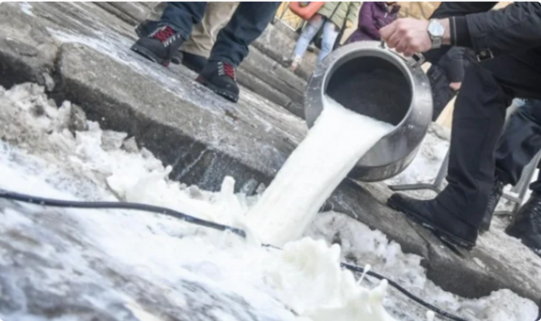 На Тенерифе производители молока вынуждены выливать свое молоко в помойку