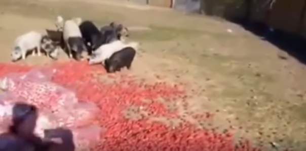 Нет сбыта: в Херсонской области сельскохозяйственную продукцию выбрасывают на мусорники и скармливают свиньям