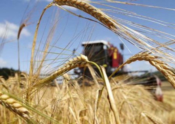 Украина может потерять 10% будущего урожая из-за засухи и отсутствия денег на орошение