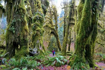 Тропический лес Сол Дак. Вашингтон. США