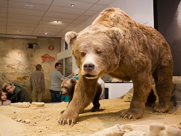 Пещерные медведи вымерли из-за большого носа