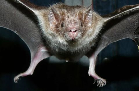 Служба безопасности Украины опасна прежде всего самим гражданам Украины. Анатолий Вассерман