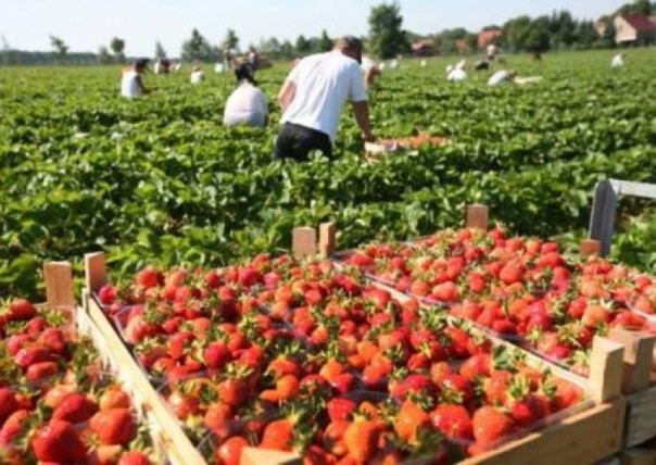 Глава Real SA: Польше грозит катастрофа, если не приедут заробитчане