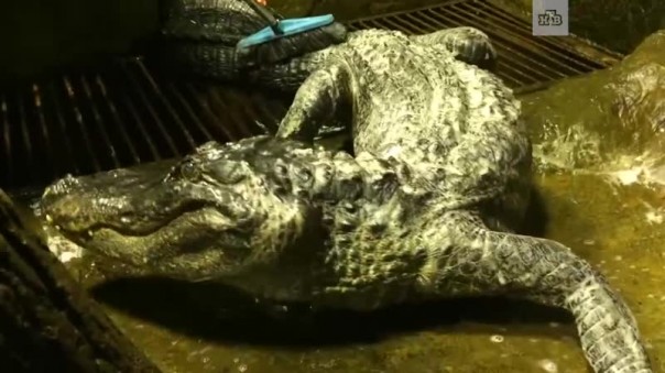 В Московском зоопарке умер «крокодил Гитлера»