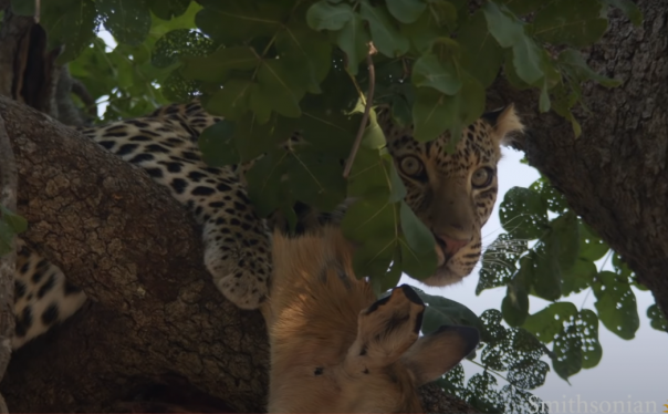 По праву сильного: леопард отбирает добычу у самки