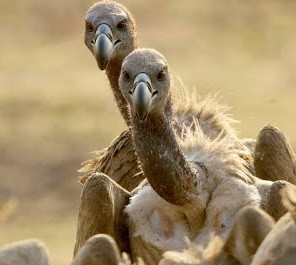 Пиры и драки «пожирателей мертвых»