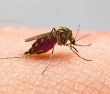 Во Флориде выпустят 750 миллионов ГМО-комаров