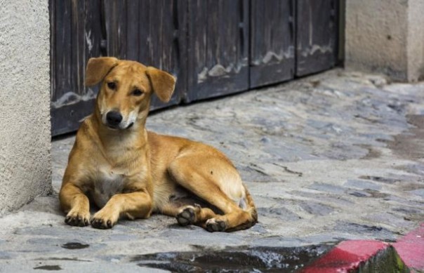 Животных перестанут выбрасывать на улицу: статья 114 Конституции закрепит ответственное отношение к питомцам