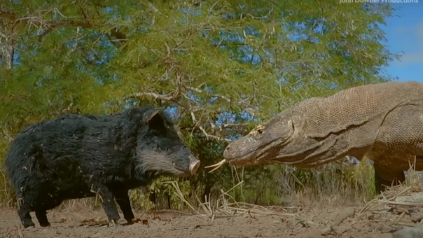 Два гигантских варана растерзали робота-свинью: зубодробительное видео