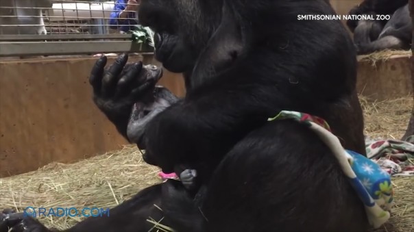 Горилла никак не может остановиться целовать своего новорожденного малыша