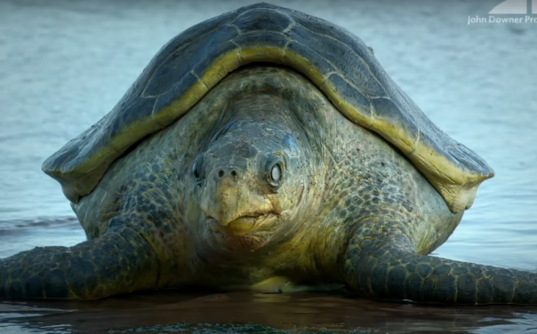 Робочерепаха подсматривает за гнездящимися сородичами