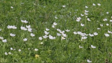 На опушке леса