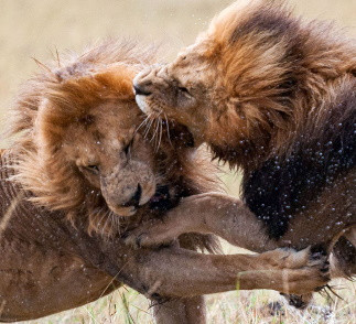 Как львы наказывают нарушителя границ: жестокое видео